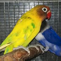 Coppia insep mascherato Pez verde x cobalto viola