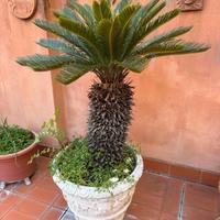 Palme Cycas