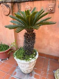 Palme Cycas