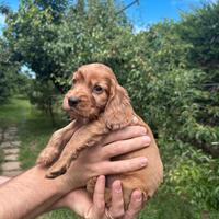 Cuccioli Cocker Spaniel