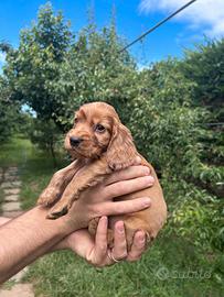 Cuccioli Cocker Spaniel