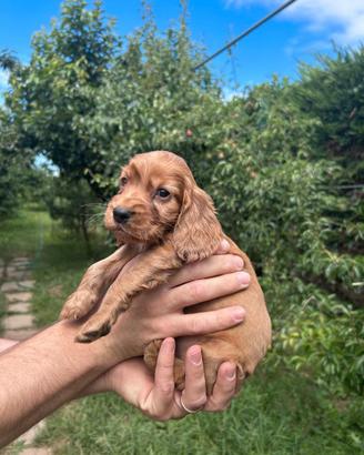 Cuccioli Cocker Spaniel
