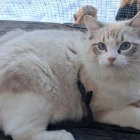 Ragdoll maschio per monta