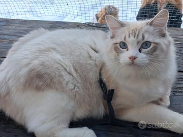 Ragdoll maschio per monta