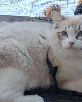 Ragdoll maschio per monta