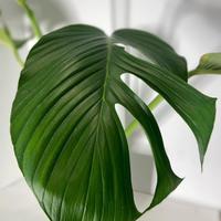 Monstera ec7