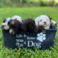 Cuccioli Lagotto romagnolo