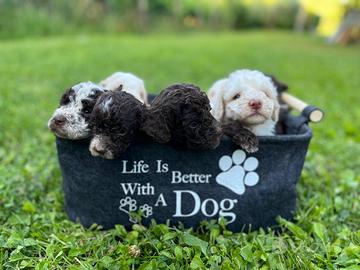 Cuccioli Lagotto romagnolo