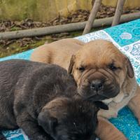 Cuccioli cane corso