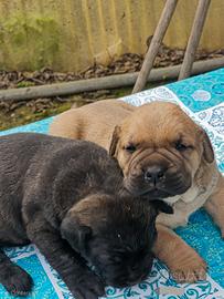 Cuccioli cane corso