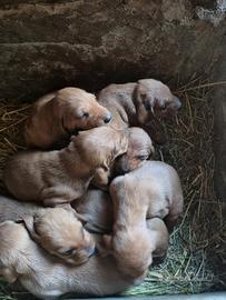 Cuccioli di segugio dell'Appennino