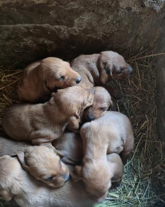 Cuccioli di segugio dell'Appennino