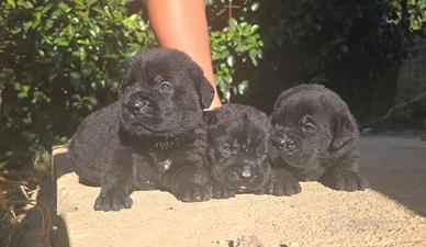 Cuccioli cane corso pedigree