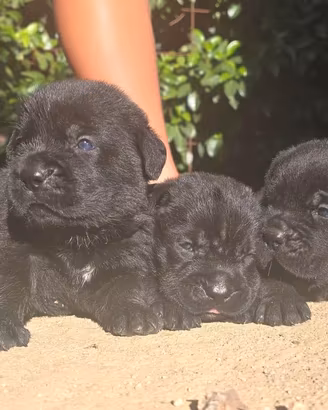 Cuccioli cane corso pedigree