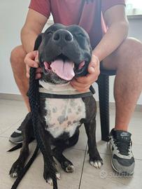 Femmina amstaff