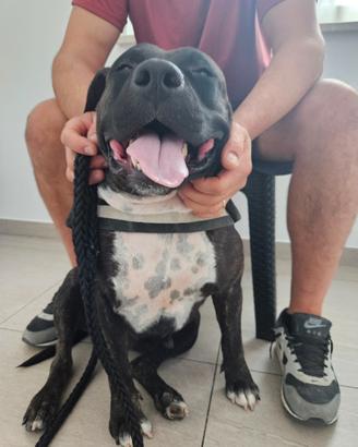 Femmina amstaff