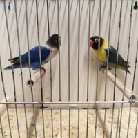 Inseparabili personata