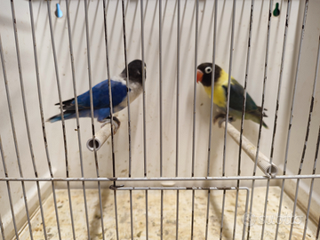 Inseparabili personata