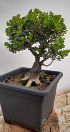 Bonsai Prebonsai di Bosso (Buxus)