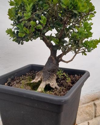 Bonsai Prebonsai di Bosso (Buxus)