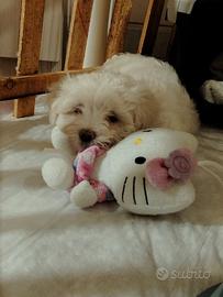 Cucciola di maltese 2 mesi