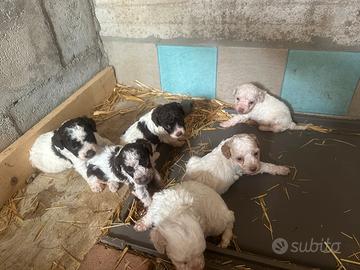 Cuccioli Lagotto romagnolo