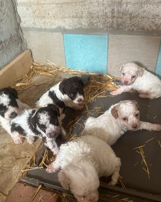 Cuccioli Lagotto romagnolo