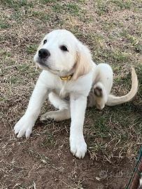 Golden Retriever; cuccioli con pedigree