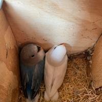 Inseparabili roseicollis