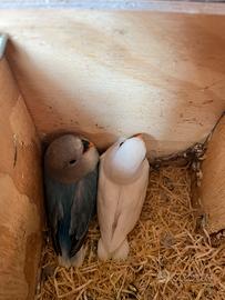 Inseparabili roseicollis