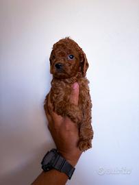 Cuccioli di Barboncino Toy Red