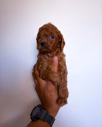 Cuccioli di Barboncino Toy Red