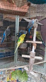 Cocorite vari colori