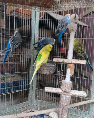 Cocorite vari colori maschi