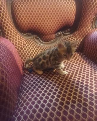 Gatto BENGALA maschio