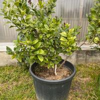 Piante di limoni