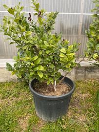 Piante di limoni