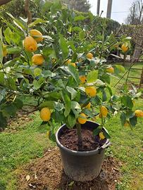Pianta di limone