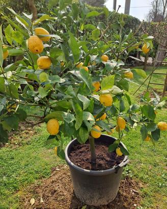 Pianta di limone
