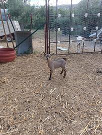 Capretto maschio tibetano