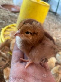 Pulcini femmine