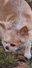 Chihuahua adulta