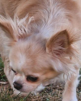 Chihuahua adulta