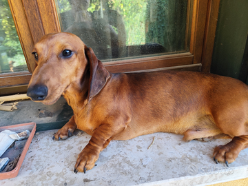 Bassotto arlecchino pelo corto