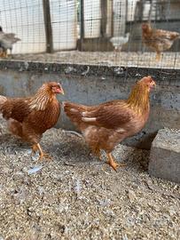 Galline ovaiole