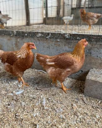 Galline ovaiole