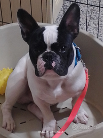 Disponibile per monta