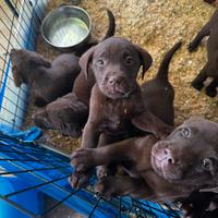 Ultime cuccioli disponibili Labrador