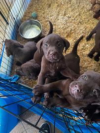 Ultime cuccioli disponibili Labrador