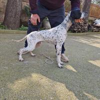 Pointer inglese femmina